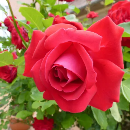 Ξενοδοχείο Giardino Balatongyörök